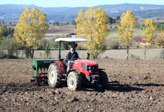 Kastamonu'da 12 bin yıllık siyez buğdayı ekimi başladı