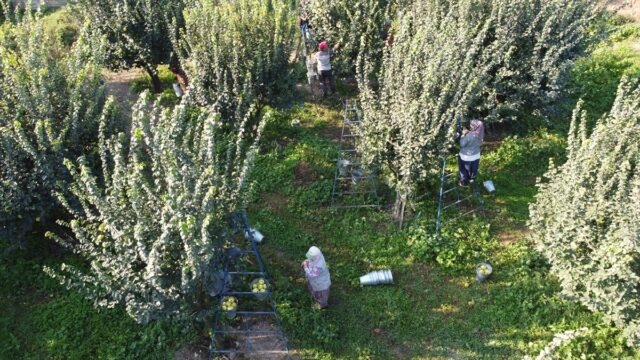 Osmaneli ayvasında hasat mesaisi devam ediyor