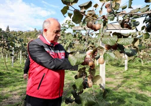 Tescilli Ordu kivisinin hasadına başlandı